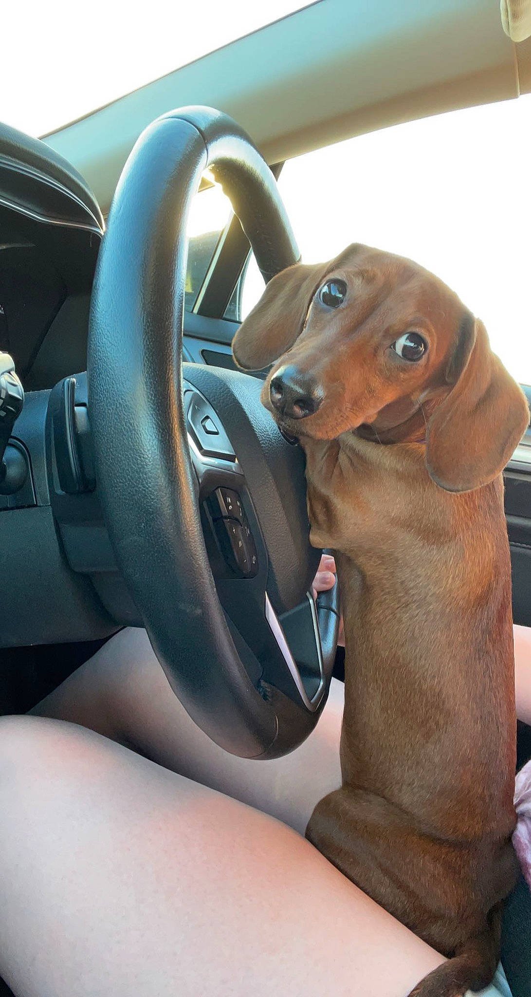 Luna Sky joined the competition — help win amazing prizes! automotive_design, automotive_mirror, car, car_seat, car_seat_cover, carnivore, companion_dog, dog, dog_breed, fawn, land_vehicle, liver, motor_vehicle, personal_luxury_car, speedometer, steering_part, steering_wheel, technology, vehicle, vehicle_door
