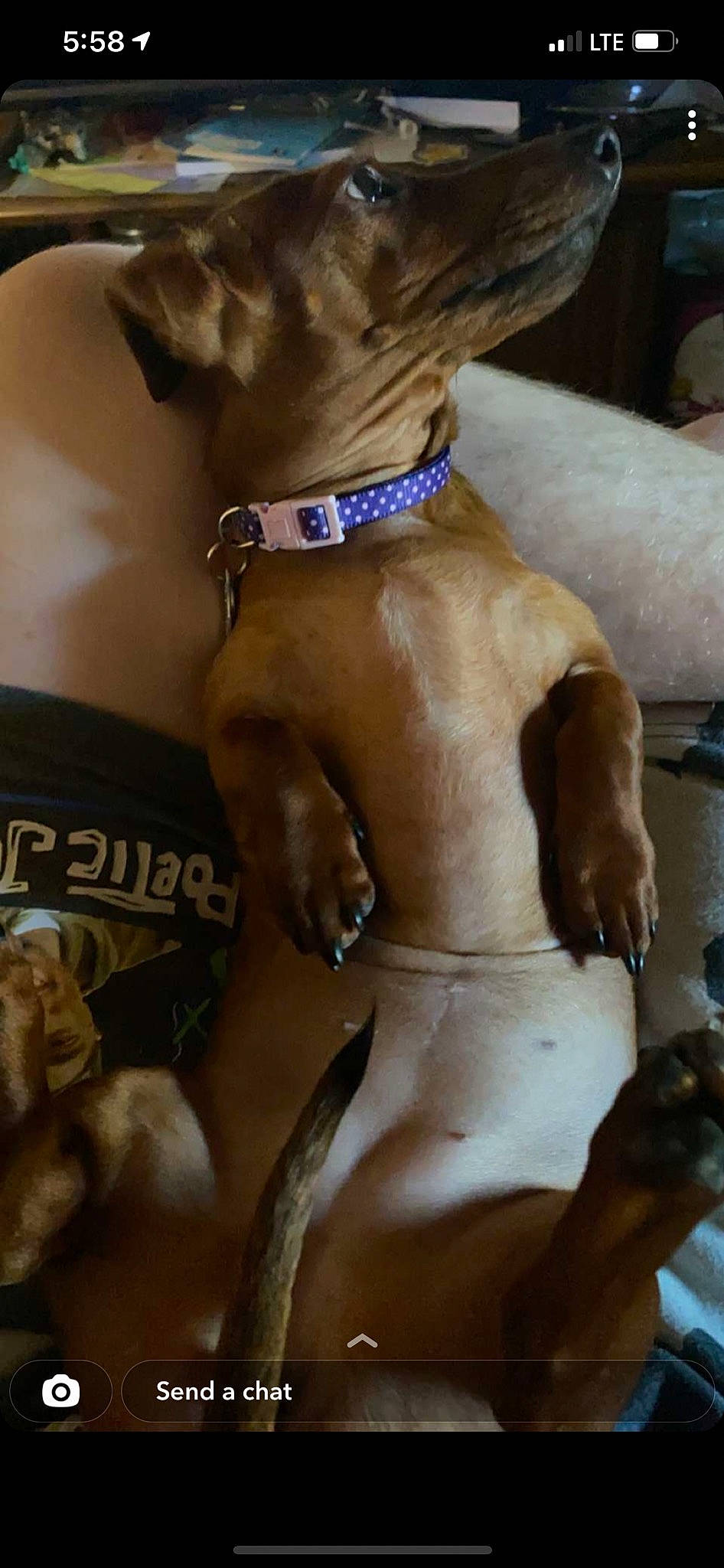 Luna Sky is registered to the contest to win money with this photo: abdomen, barechested, carnivore, chest, collar, companion_dog, dog, dog_breed, dog_collar, dog_supply, fashion_accessory, fawn, jewellery, liver, pet_supply, snout, sunglasses, trunk, working_animal, wrist