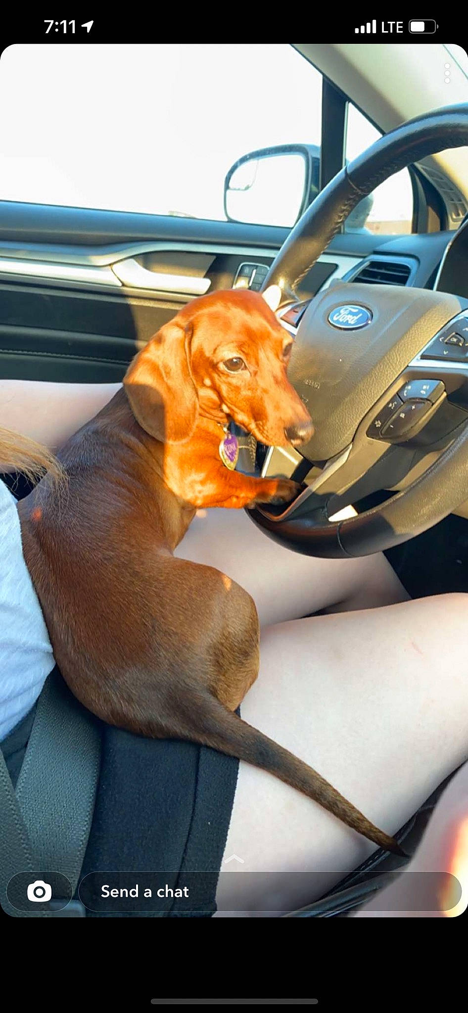 Luna Sky is registered to the contest to win money with this photo: automotive_design, automotive_exterior, car, car_seat, car_seat_cover, carnivore, collar, companion_dog, dog, dog_breed, family_car, fawn, motor_vehicle, personal_luxury_car, snout, steering_part, steering_wheel, vehicle, vehicle_door, window