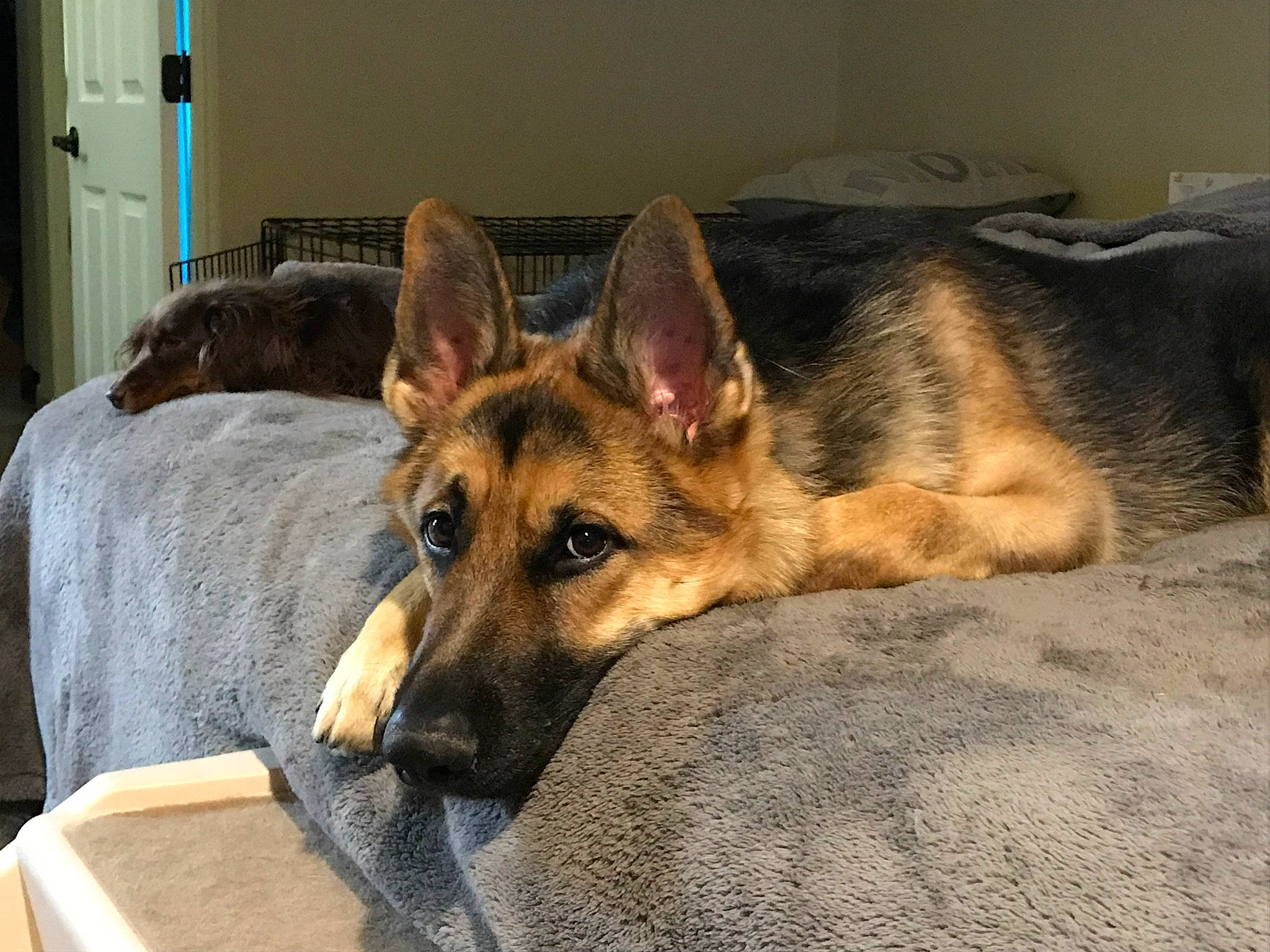 Hudson is registered to the contest to win money with this photo: belgian_shepherd_malinois, canidae, carnivore, dog, dog_breed, ear, east_european_shepherd, fawn, german_shepherd_dog, king_shepherd, kunming_wolfdog, mammal, old_german_shepherd_dog, rare_breed_dog, shiloh_shepherd_dog, snout, tervuren, vertebrate, wolfdog, working_dog