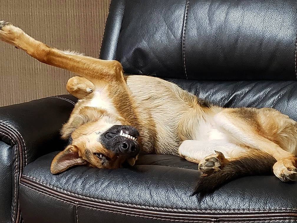 Hudson is registered to the contest to win money with this photo: canidae, carnivore, cat, claw, comfort, companion_dog, dog, dog_breed, fawn, fur, furniture, nap, paw, puppy, sporting_group, tail, wood