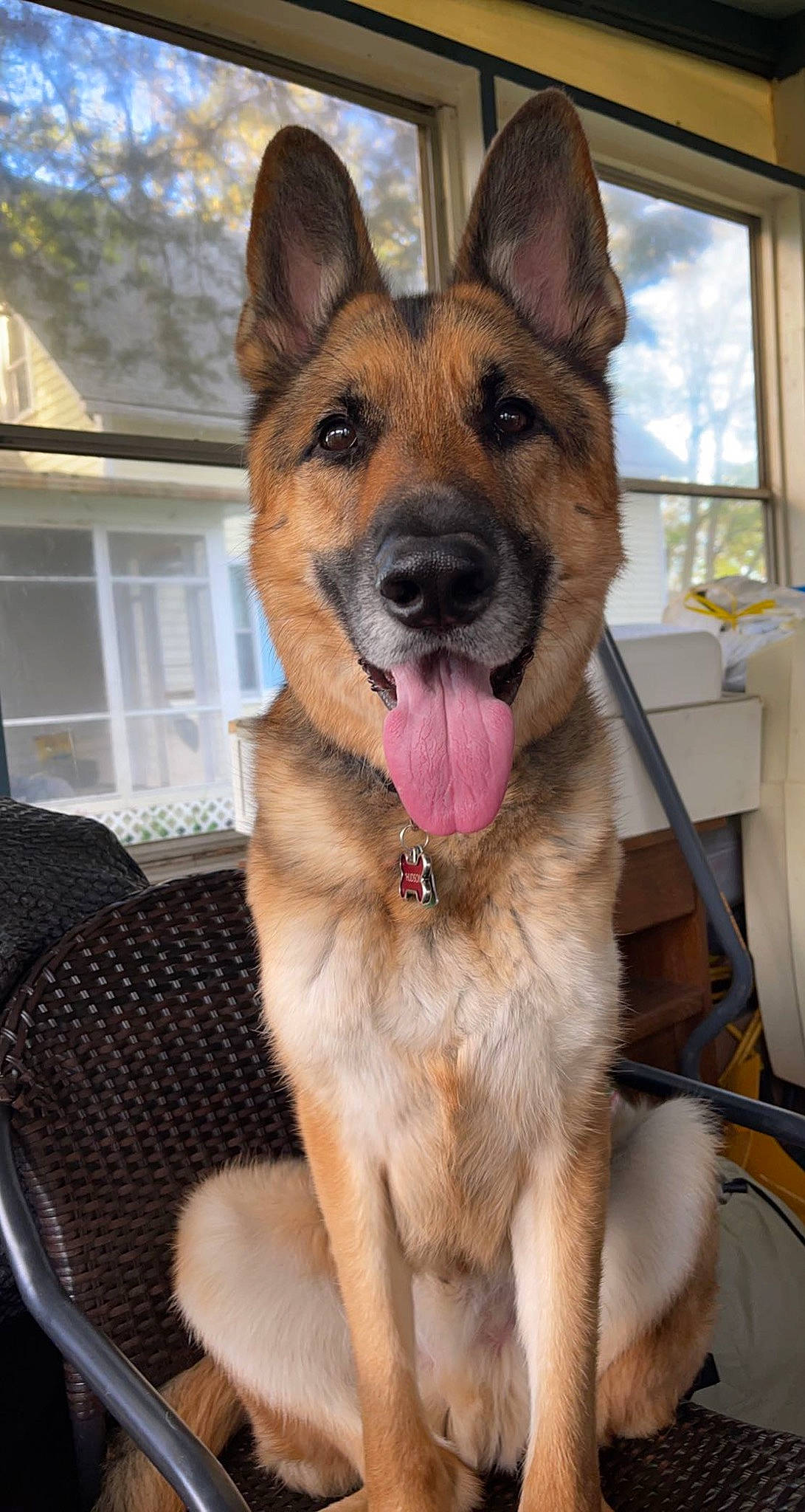 Hudson is registered to the contest to win money with this photo: canidae, carnivore, collar, companion_dog, dog, dog_breed, dog_collar, door, east_european_shepherd, fawn, fur, german_shepherd_dog, herding_dog, old_german_shepherd_dog, snout, sporting_group, whiskers, window, working_animal, working_dog