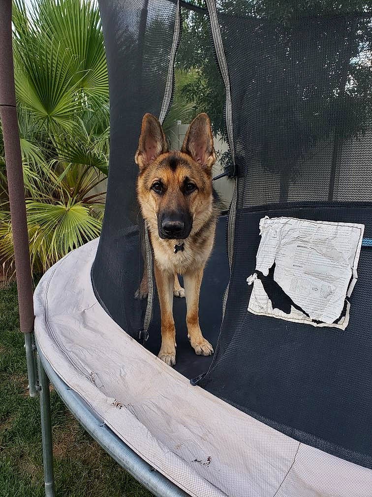 Hudson is registered to the contest to win money with this photo: canidae, carnivore, carolina_dog, czechoslovakian_wolfdog, dog, dog_breed, east_european_shepherd, fawn, german_shepherd_dog, king_shepherd, kunming_wolfdog, mammal, old_german_shepherd_dog, police_dog, saarloos_wolfdog, shiloh_shepherd_dog, vertebrate, wolfdog, working_dog