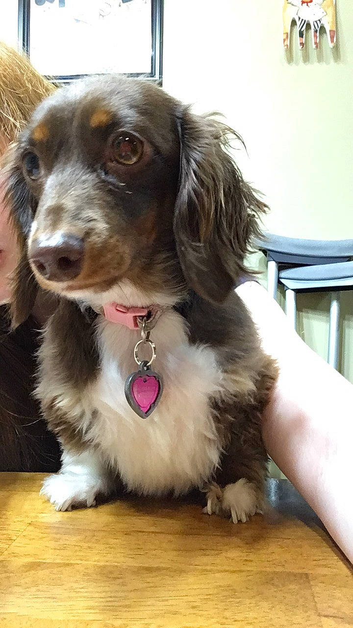 Oakley is registered to the contest to win money with this photo: canidae, carnivore, companion_dog, dachshund, dog, dog_breed, mammal, puppy, rare_breed_dog, snout, spaniel, sporting_group