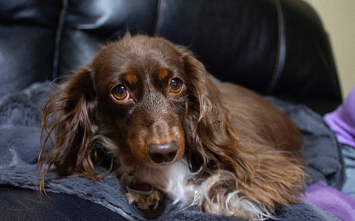 Oakley is registered to the contest to win money with this photo: boykin_spaniel, canidae, carnivore, companion_dog, dog, dog_breed, english_cocker_spaniel, field_spaniel, french_spaniel, german_longhaired_pointer, german_spaniel, mammal, picardy_spaniel, rare_breed_dog, russian_spaniel, snout, spaniel, sporting_group, sussex_spaniel, vertebrate