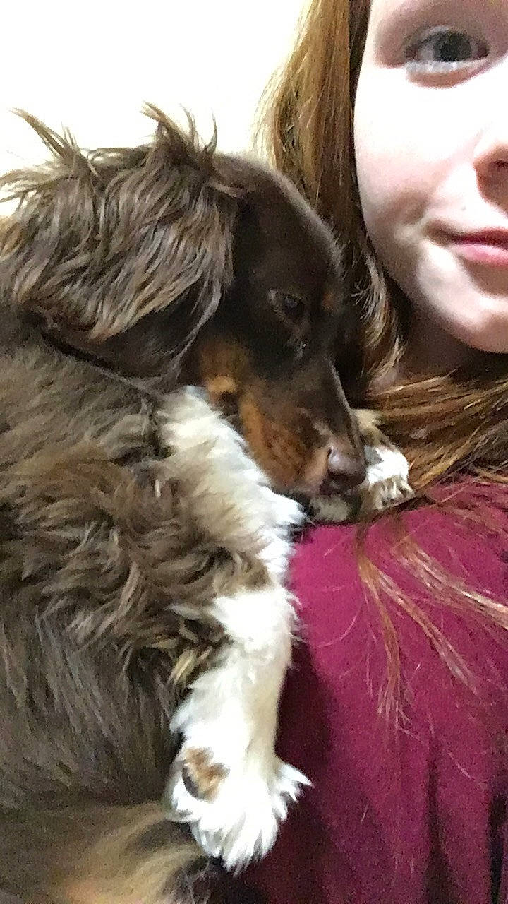 Oakley is registered to the contest to win money with this photo: australian_shepherd, canidae, carnivore, companion_dog, dog, dog_breed, miniature_australian_shepherd, puppy, puppy_love, sporting_group