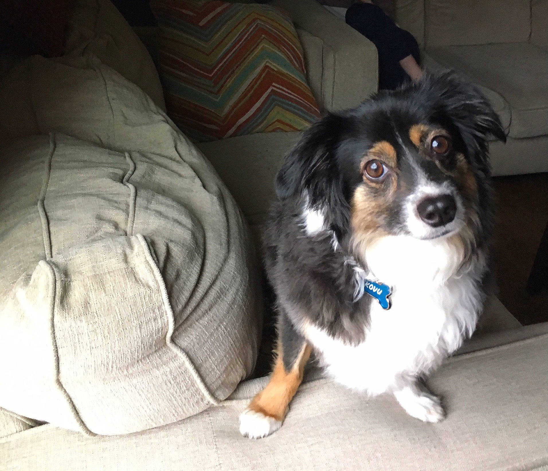 Kovu joined the competition — help win amazing prizes! australian_shepherd, canidae, carnivore, companion_dog, dog, dog_breed, mammal, miniature_australian_shepherd, phalene, puppy, rare_breed_dog, small_greek_domestic_dog, snout, sporting_group, vertebrate, working_dog