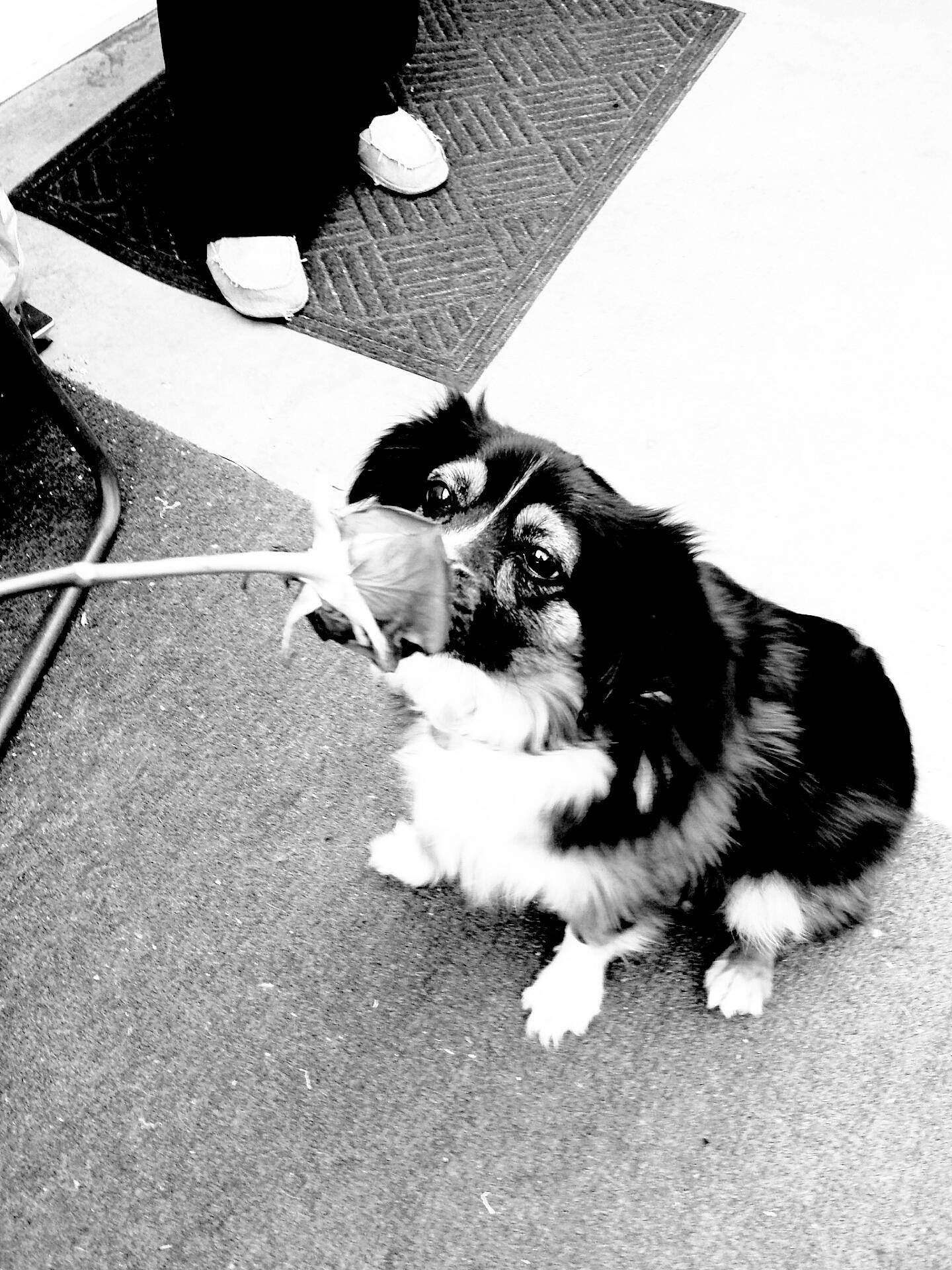 Kovu is registered to the contest to win money with this photo: black_and_white, canidae, carnivore, companion_dog, dog, dog_breed, puppy, snapshot, sporting_group, style