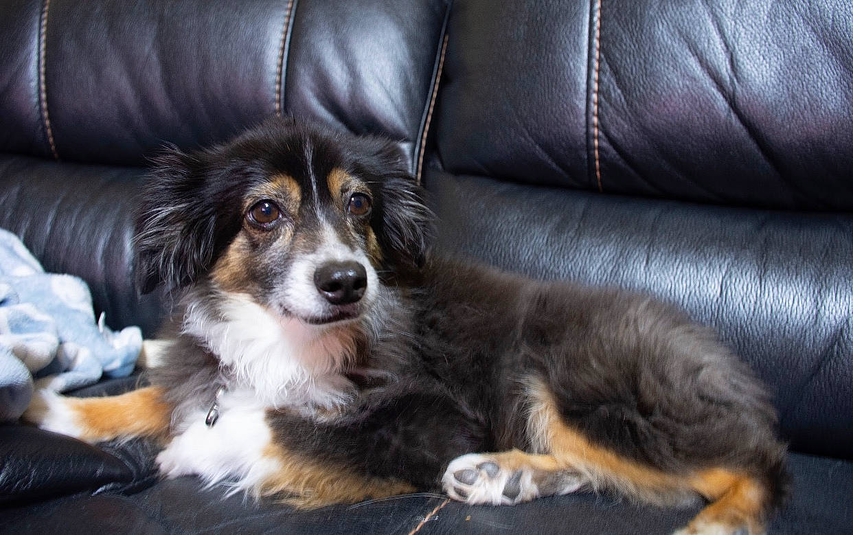 Kovu joined the competition — help win amazing prizes! australian_collie, australian_shepherd, bernese_mountain_dog, canidae, carnivore, companion_dog, dog, dog_breed, english_shepherd, fur, mammal, miniature_australian_shepherd, rare_breed_dog, scotch_collie, small_greek_domestic_dog, snout, sporting_group, vertebrate, welsh_sheepdog, whiskers