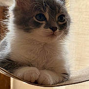 Romy a rejoint le concours — aidez-le/la à gagner de superbes lots ! animal, cat, close_up, curious, cute, ears, face, fluffy, fur, gray_and_white, indoors, kitten, mammal, paws, pet, portrait, relaxed, resting, whiskers, young