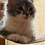 animal, cat, close_up, curious, cute, ears, face, fluffy, fur, gray_and_white, indoors, kitten, mammal, paws, pet, portrait, relaxed, resting, whiskers, young