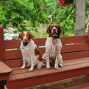 Sage N Lu joined the competition — help win amazing prizes! dog, bench, outdoor, nature, pond, tree, greenery, wood, pet, animal, canine, fur, sitting, collar, leisure, summer, daytime, park, companions, quiet
