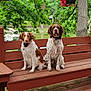 dog, bench, outdoor, nature, pond, tree, greenery, wood, pet, animal, canine, fur, sitting, collar, leisure, summer, daytime, park, companions, quiet