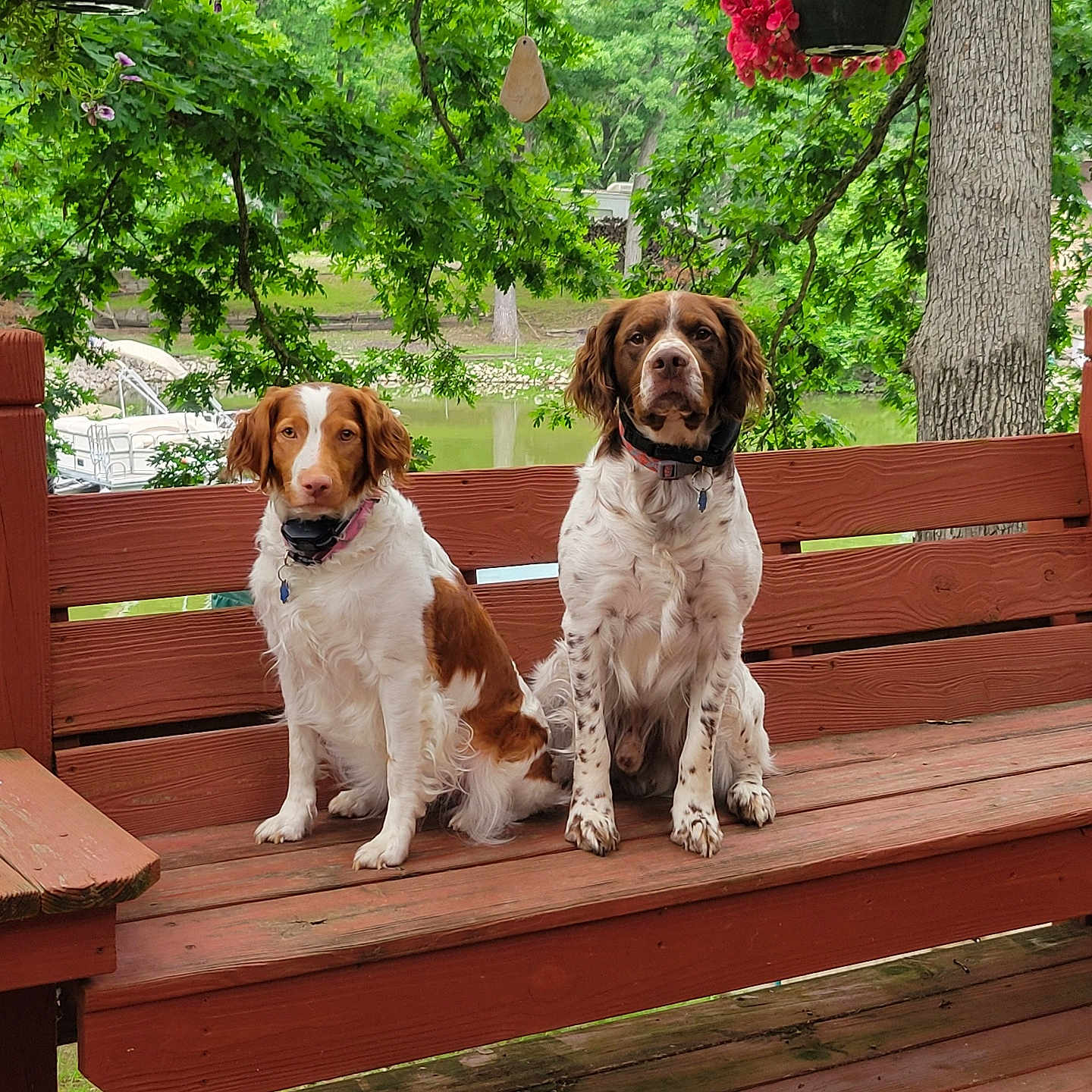 Sage N Lu joined the competition — help win amazing prizes! animal, bench, canine, collar, companions, daytime, dog, fur, greenery, leisure, nature, outdoor, park, pet, pond, quiet, sitting, summer, tree, wood