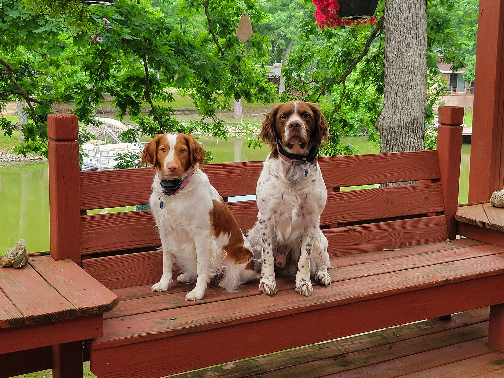 Sage N Lu joined the competition — help win amazing prizes! dog, bench, outdoor, nature, pond, tree, greenery, wood, pet, animal, canine, fur, sitting, collar, leisure, summer, daytime, park, companions, quiet