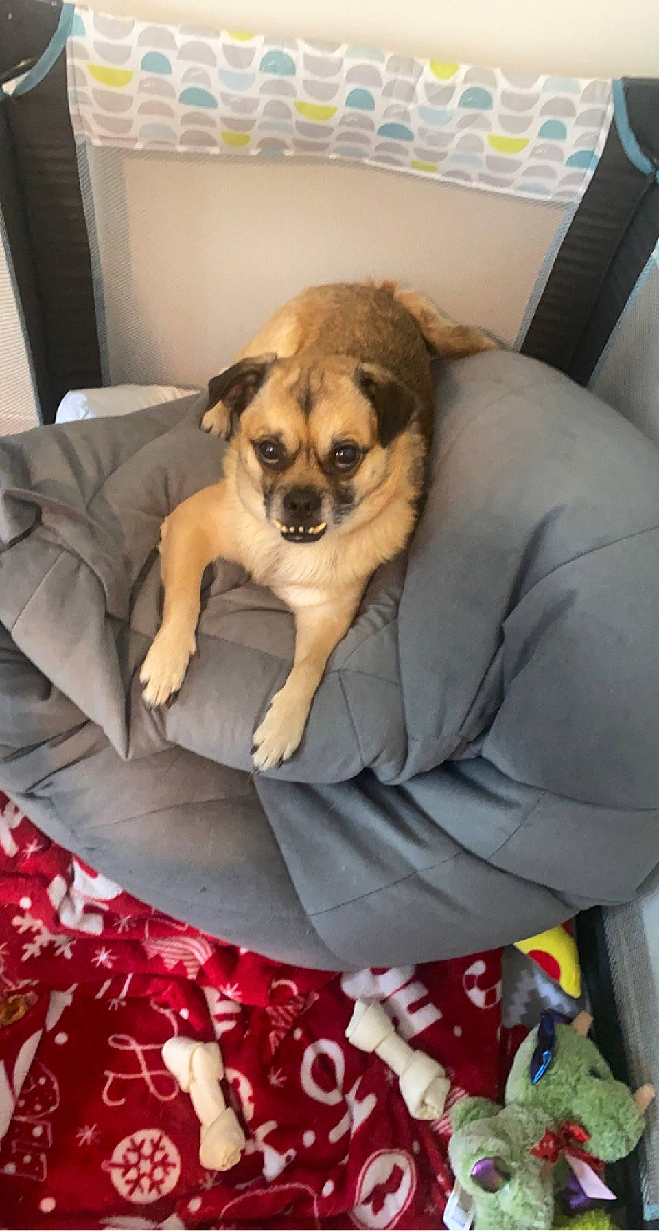 Willy joined the competition — help win amazing prizes! canidae, carnivore, chair, comfort, companion_dog, couch, dog, dog_breed, dog_supply, fawn, flooring, fur, linens, paw, sitting, snout, sporting_group, tail, toy_dog, working_animal