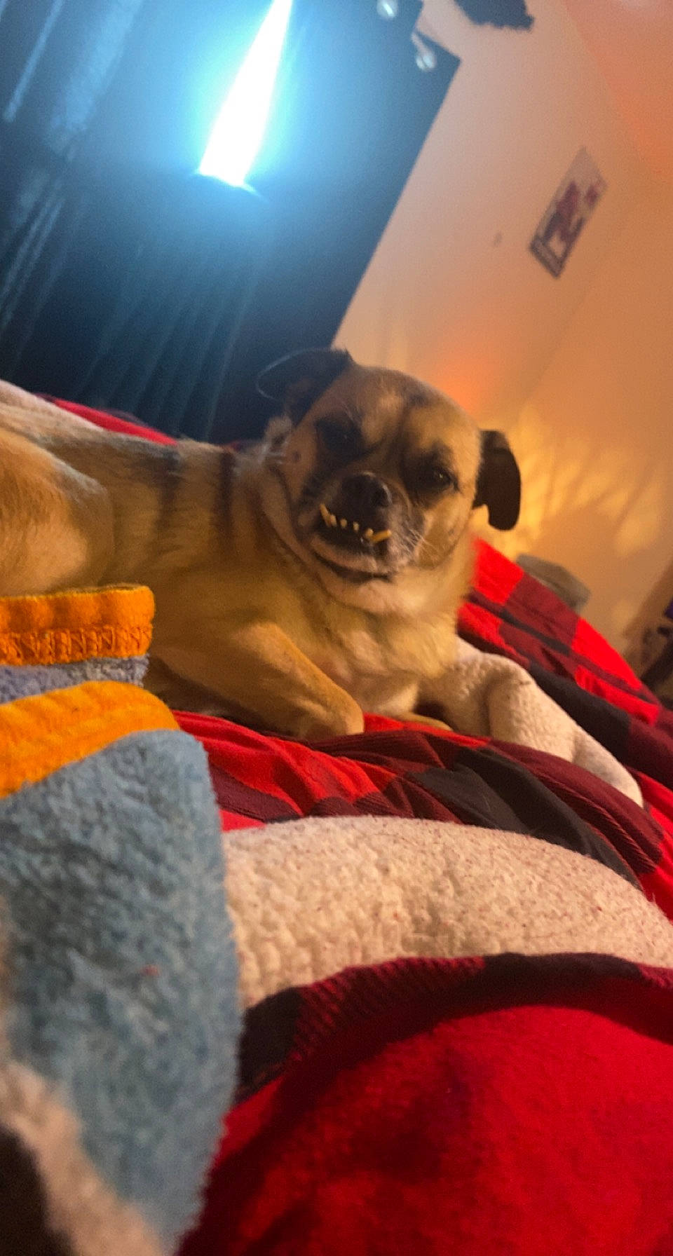 Willy is registered to the contest to win money with this photo: cameras_optics, canidae, carnivore, comfort, companion_dog, dog, dog_breed, dog_supply, fawn, fur, light, linens, pet_supply, pug, sitting, snout, sporting_group, toy_dog, whiskers, wrinkle