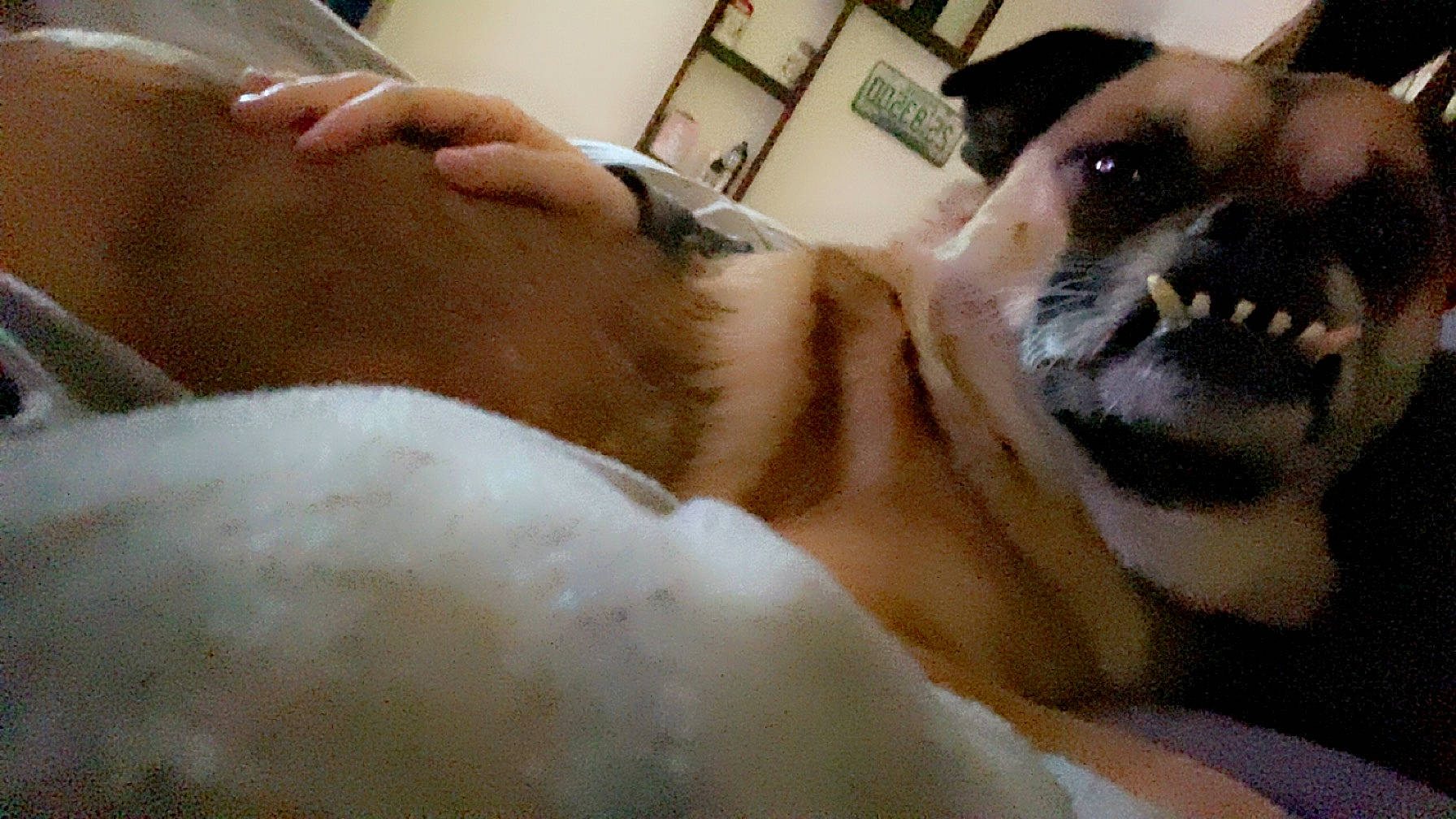 Willy is registered to the contest to win money with this photo: beard, carnivore, chest, comfort, companion_dog, ear, eyebrow, eyelash, fawn, felidae, finger, fur, gesture, hand, jaw, nail, snout, thumb, whiskers, wrist