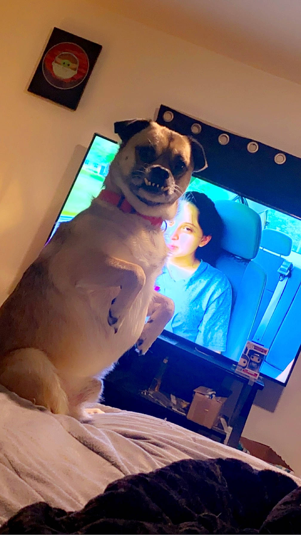 Willy joined the competition — help win amazing prizes! barechested, canidae, carnivore, companion_dog, costume, dog, dog_breed, electric_blue, event, eyewear, fawn, fun, fur, magenta, non_sporting_group, personal_protective_equipment, snout, sporting_group, toy_dog, vision_care