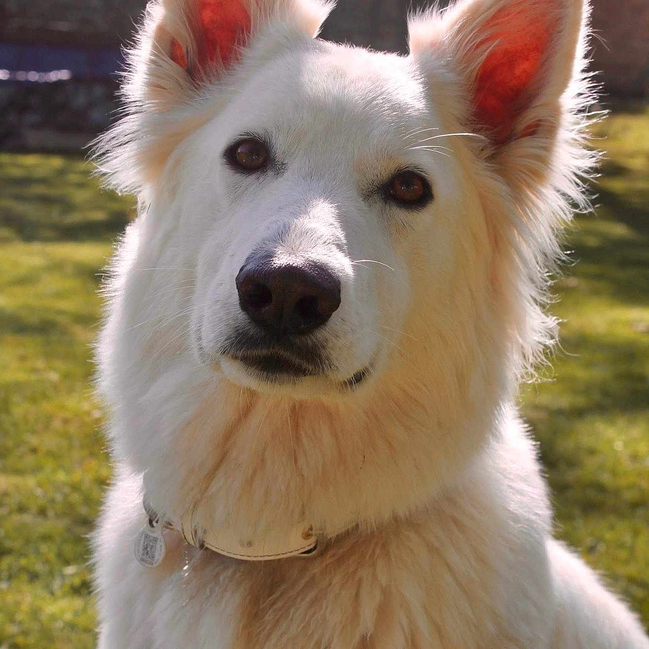 Brooke a rejoint le concours — aidez-le/la à gagner de superbes lots ! animal, canine, closeup, collar, cute, daylight, dog, ears, fluffy_fur, fur_texture, garden, grass, muzzle, nature, outdoor, pet, portrait, sunlight, watchful, white_dog