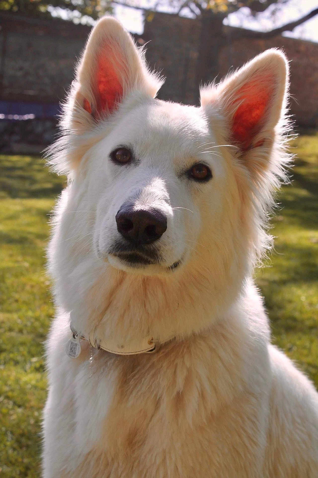 Brooke a rejoint le concours — aidez-le/la à gagner de superbes lots ! animal, canine, closeup, collar, cute, daylight, dog, ears, fluffy_fur, fur_texture, garden, grass, muzzle, nature, outdoor, pet, portrait, sunlight, watchful, white_dog