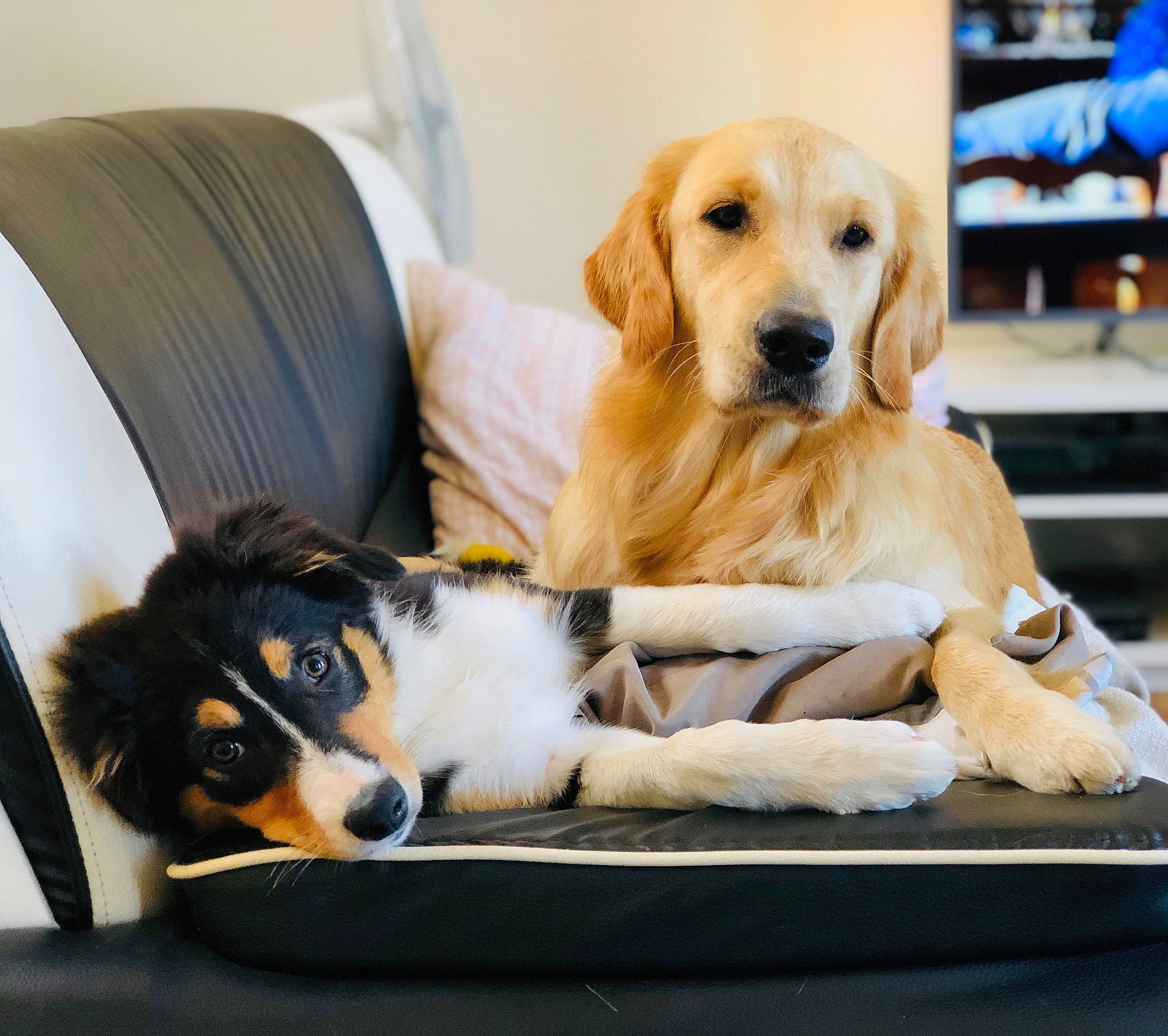 Kaloo participe au concours pour gagner de l'argent avec cette photo : canidae, carnivore, companion_dog, dog, dog_breed, golden_retriever, hovawart, labrador_retriever, mammal, paw, puppy, puppy_love, rare_breed_dog, retriever, small_greek_domestic_dog, sporting_group, vertebrate, working_dog