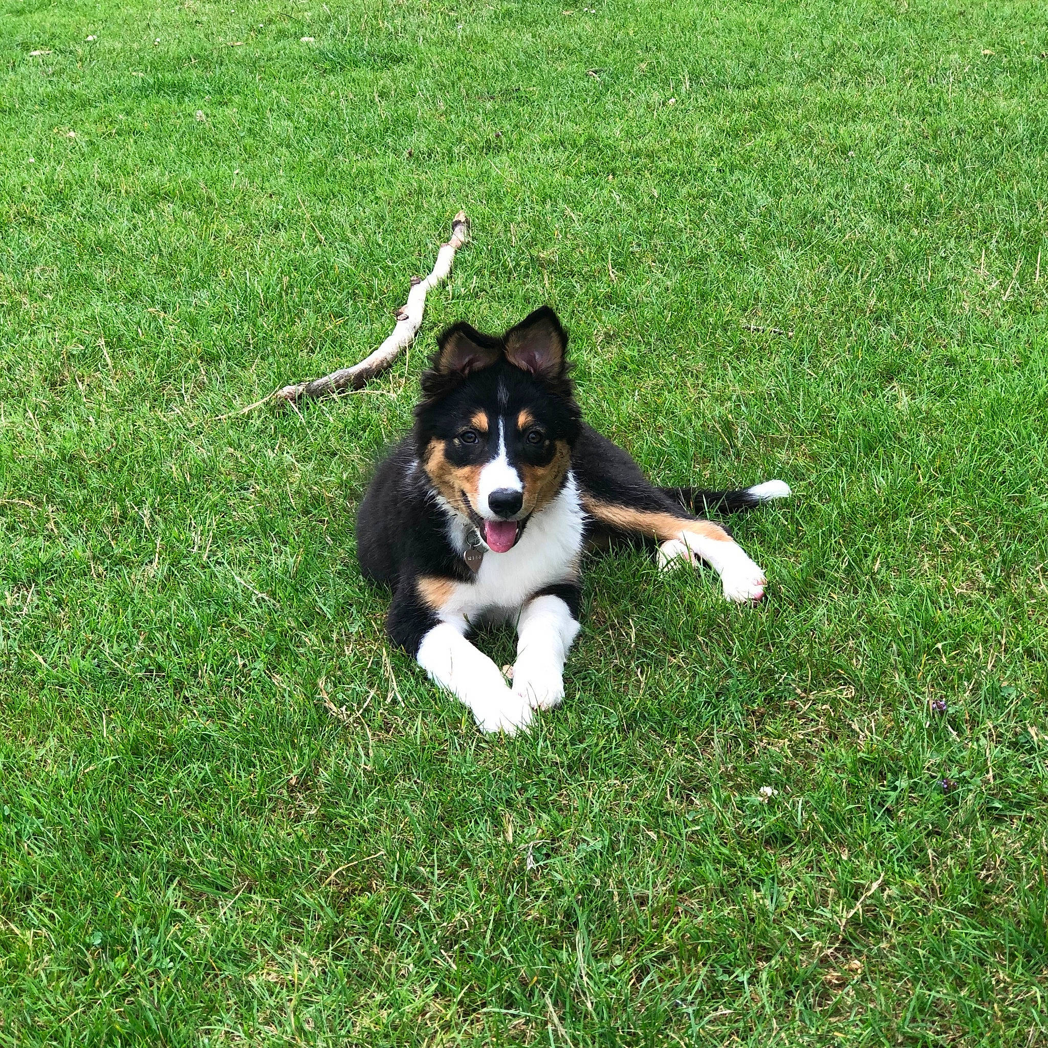 Kaloo a rejoint le concours — aidez-le/la à gagner de superbes lots ! appenzeller_sennenhund, bernese_mountain_dog, canidae, carnivore, companion_dog, dog, dog_breed, english_shepherd, entlebucher_mountain_dog, grass, herding_dog, lawn, mammal, plant, puppy, rare_breed_dog, sporting_group, vertebrate, welsh_sheepdog, working_dog