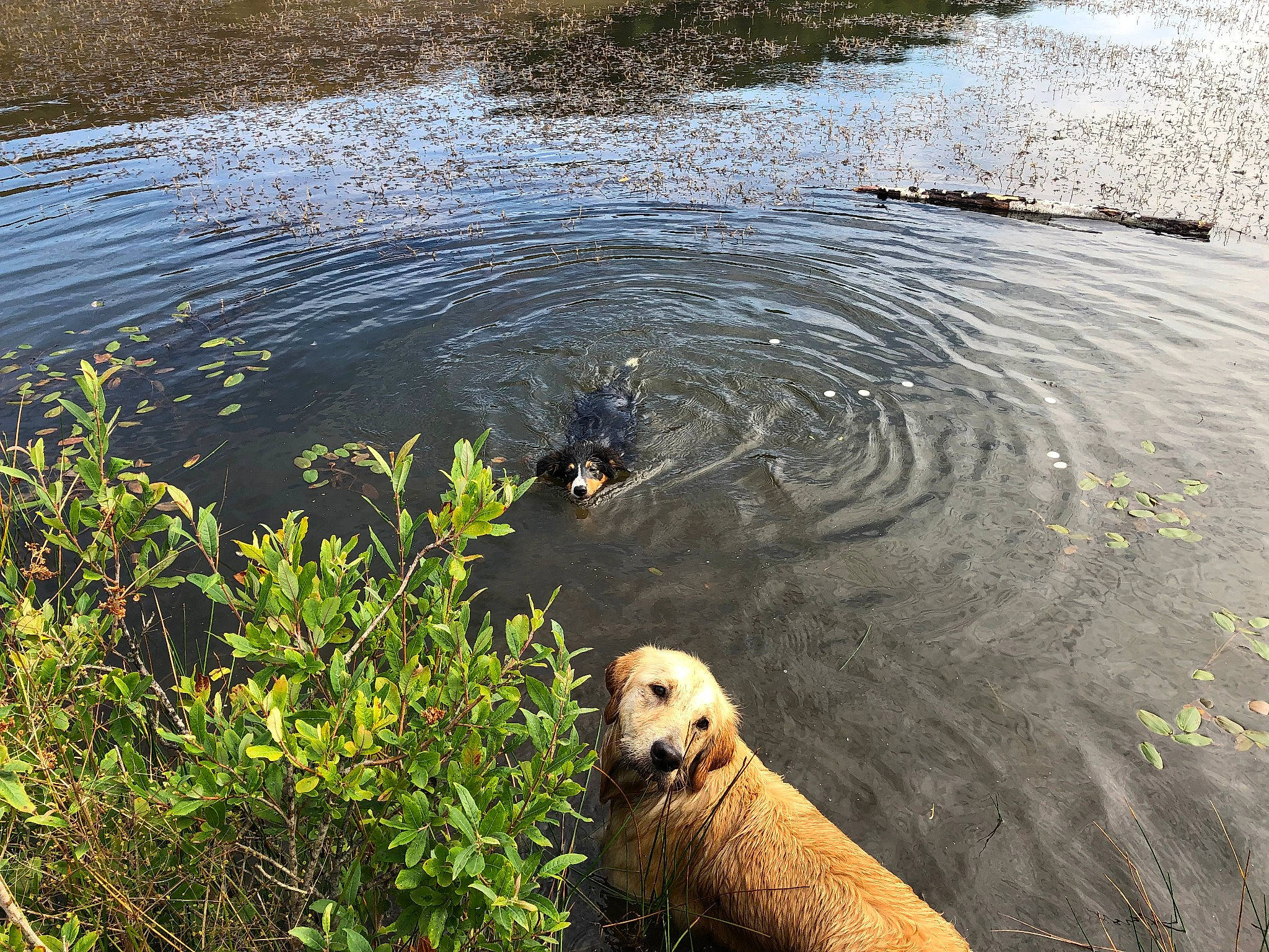 Kaloo participe au concours pour gagner de l'argent avec cette photo : bank, canidae, carnivore, dog, dog_breed, golden_retriever, labrador_retriever, lake, mammal, pond, puppy, retriever, river, sporting_group, vertebrate, water, water_resources, watercourse
