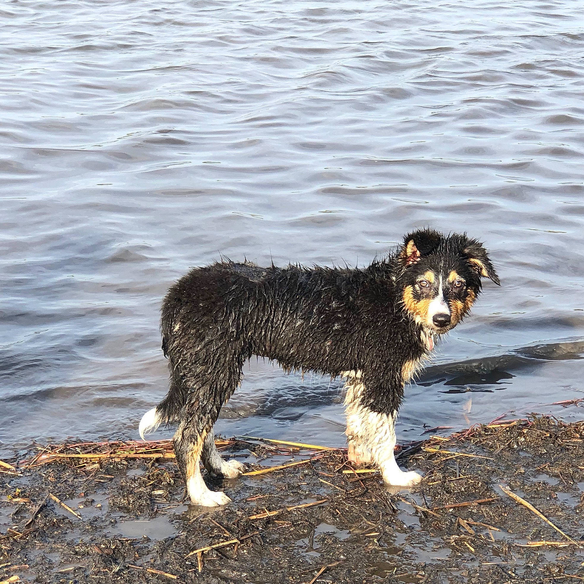 Kaloo participe au concours pour gagner de l'argent avec cette photo : barbet, canidae, carnivore, dog, dog_breed, english_shepherd, herding_dog, irish_water_spaniel, lagotto_romagnolo, mammal, portuguese_water_dog, spanish_water_dog, sporting_group, vertebrate, wetterhoun, working_dog