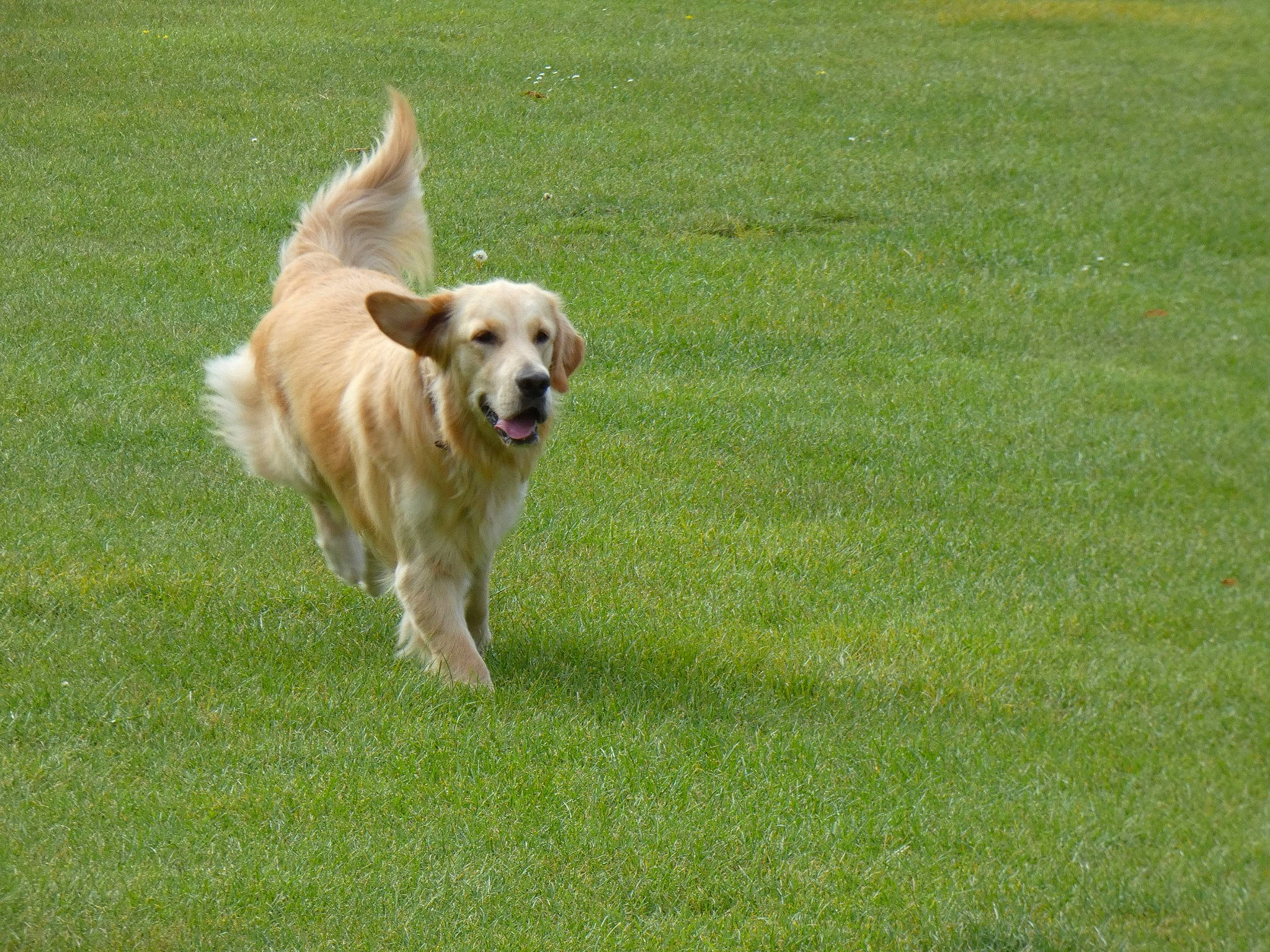 Izia participe au concours pour gagner de l'argent avec cette photo : canidae, carnivore, companion_dog, dog, dog_breed, golden_retriever, grass, hovawart, lawn, mammal, nova_scotia_duck_tolling_retriever, obedience_training, plant, retriever, sporting_group, tail, vertebrate