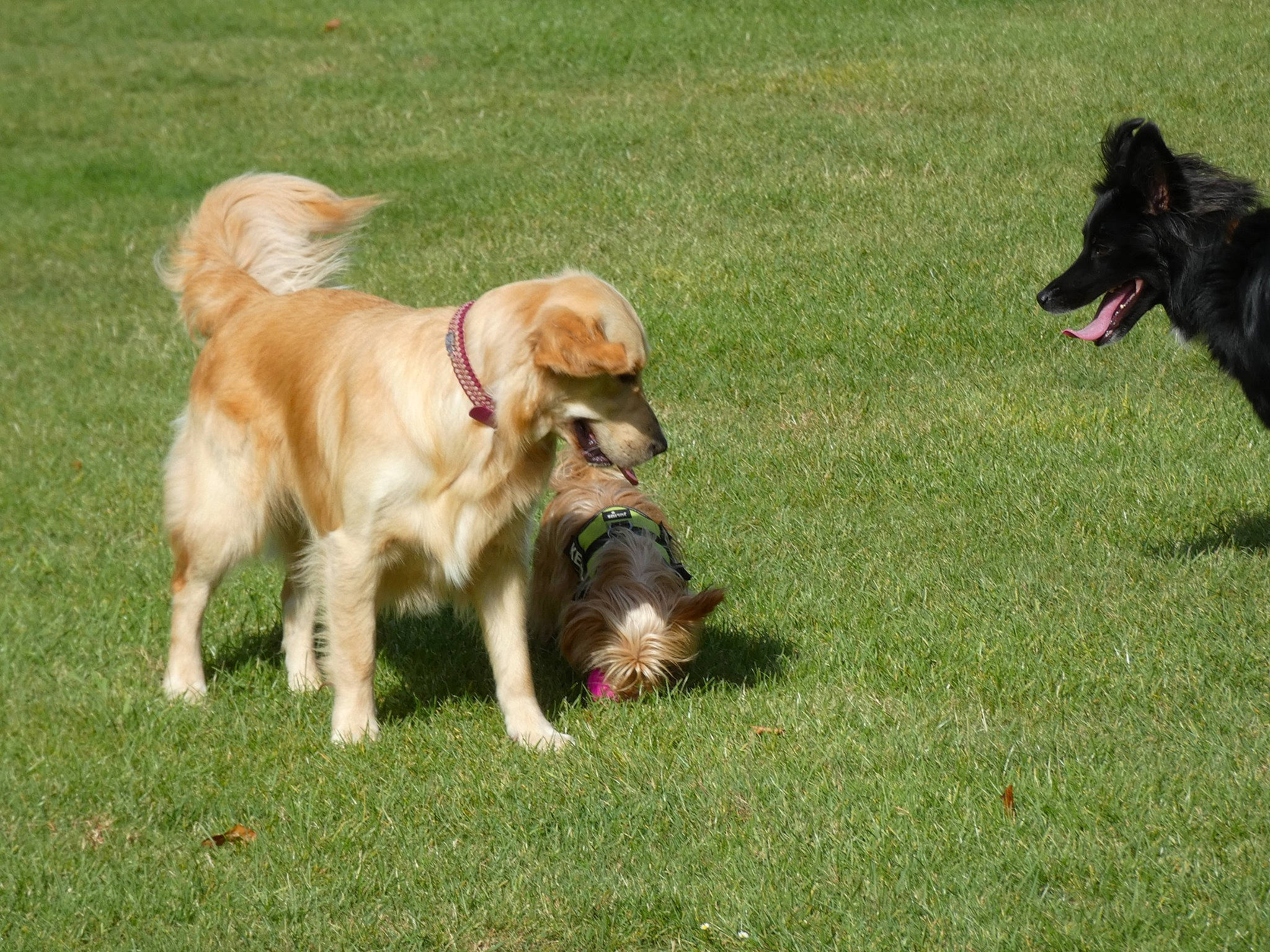 Izia participe au concours pour gagner de l'argent avec cette photo : canidae, carnivore, companion_dog, dog, dog_breed, flat_coated_retriever, golden_retriever, grass, hovawart, icelandic_sheepdog, labrador_retriever, lawn, mammal, nova_scotia_duck_tolling_retriever, retriever, small_greek_domestic_dog, sporting_group, tail, vertebrate, working_dog