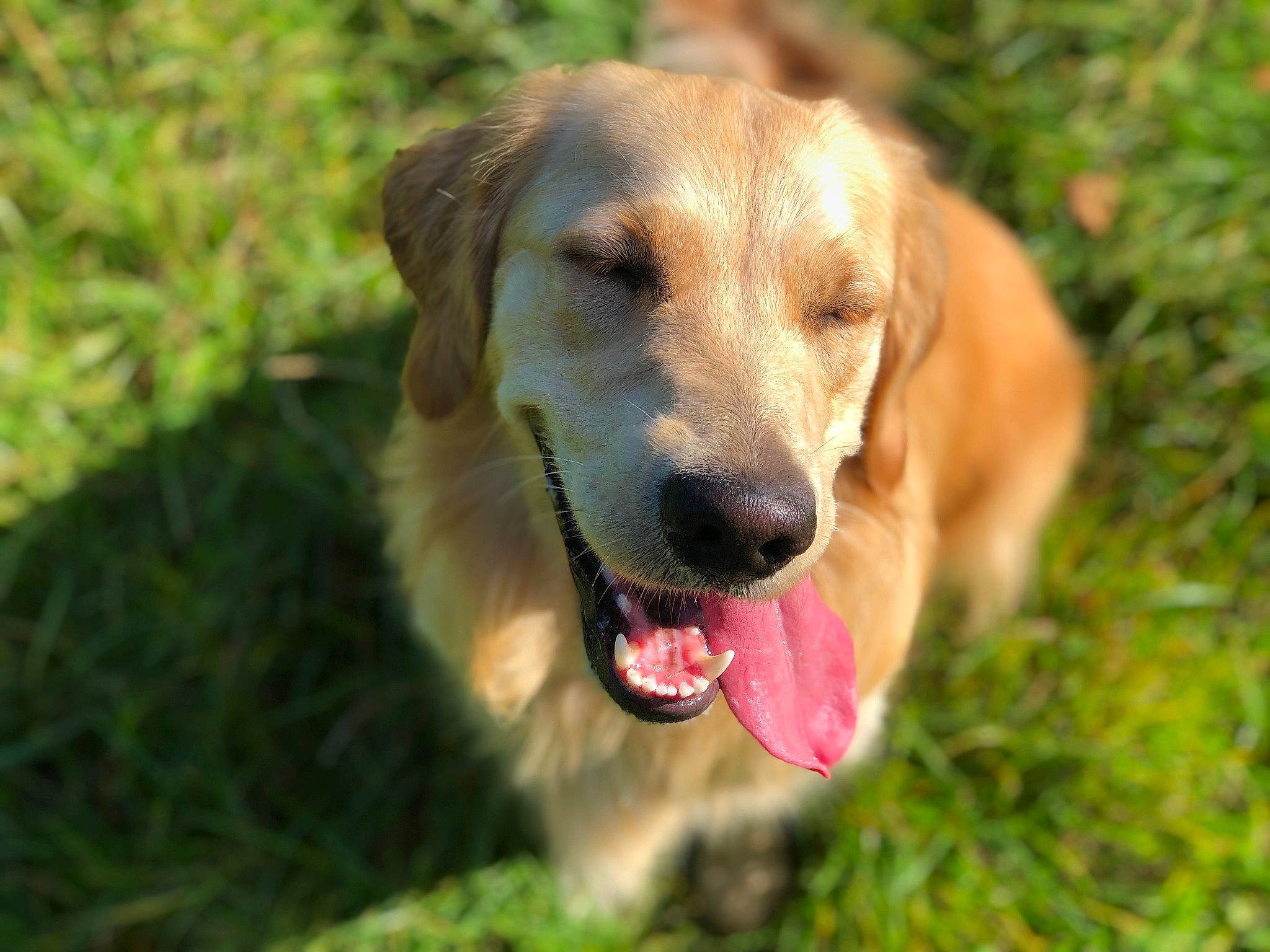 Izia participe au concours pour gagner de l'argent avec cette photo : beagador, broholmer, canidae, carnivore, companion_dog, dog, dog_breed, fawn, golden_retriever, grass, hunting_dog, labrador_retriever, mammal, mountain_cur, rare_breed_dog, retriever, snout, sporting_group, vertebrate, working_dog