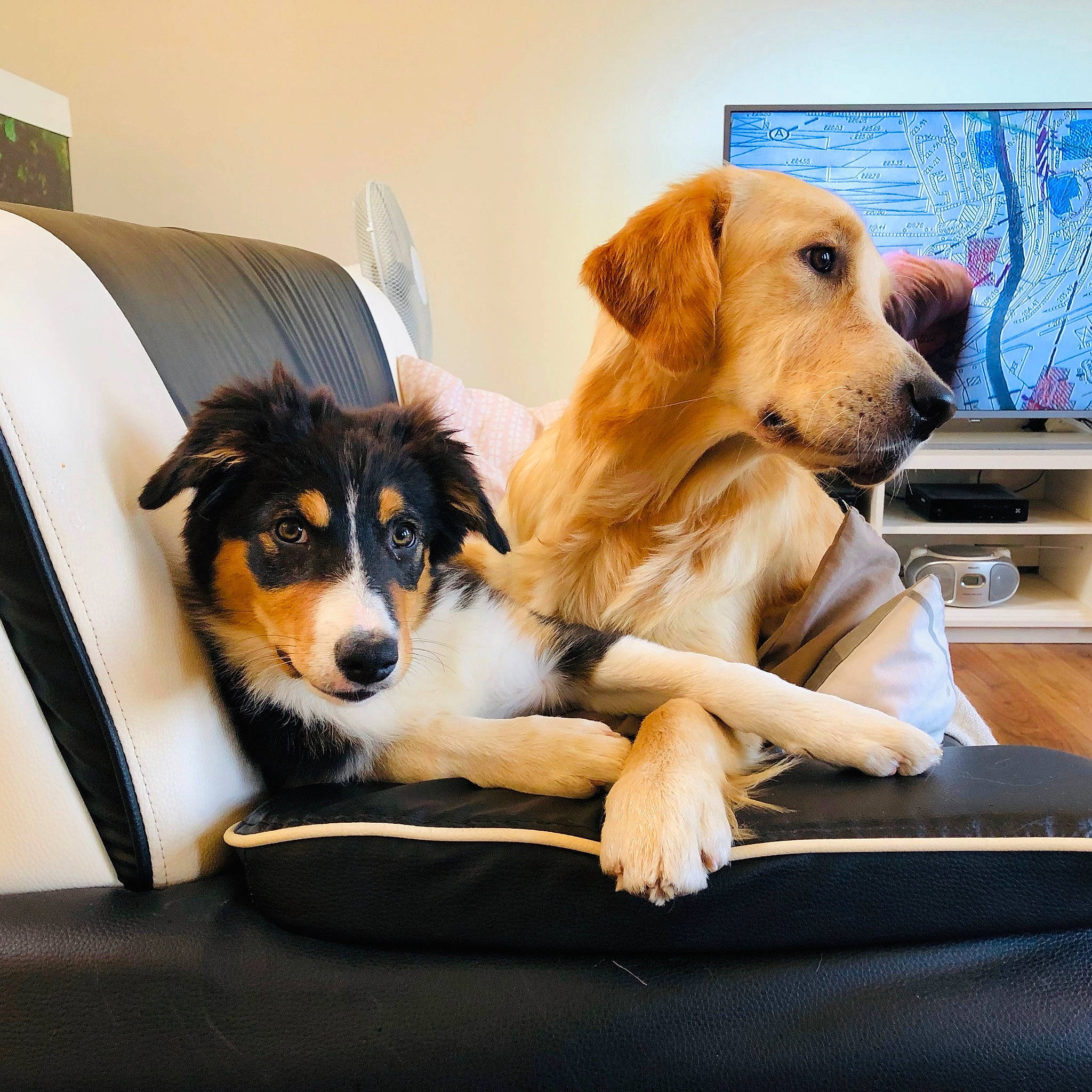 Izia participe au concours pour gagner de l'argent avec cette photo : border_collie, canidae, carnivore, companion_dog, dog, dog_breed, fox_terrier, mammal, paw, puppy, puppy_love, rare_breed_dog, sporting_group, vertebrate, working_dog