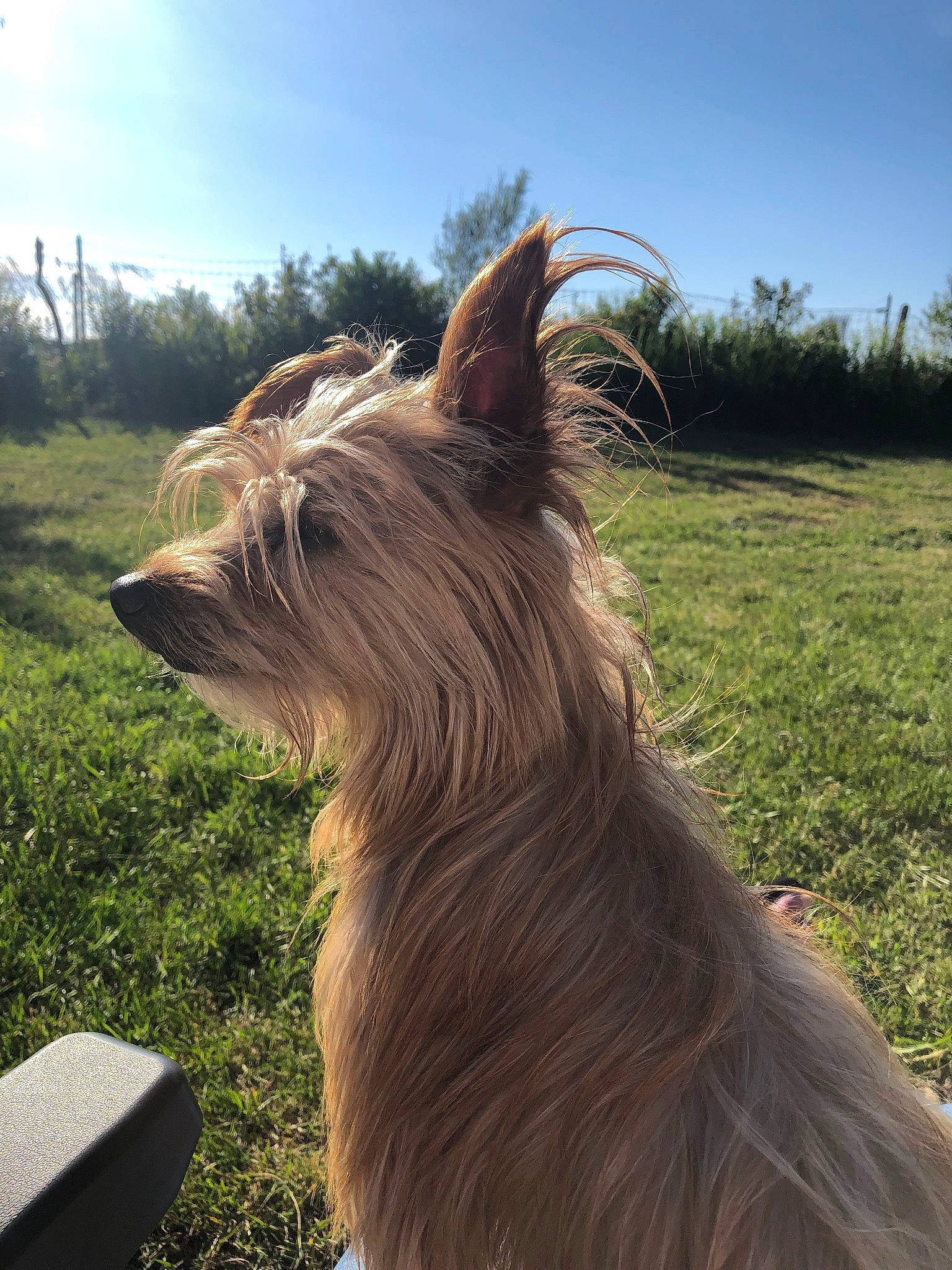 Kenzo participe au concours pour gagner de l'argent avec cette photo : australian_silky_terrier, australian_terrier, berger_picard, cairn_terrier, canidae, carnivore, companion_dog, dog, dog_breed, ear, fawn, liver, mammal, sky, snout, sunlight, terrier, vertebrate, yorkshire_terrier
