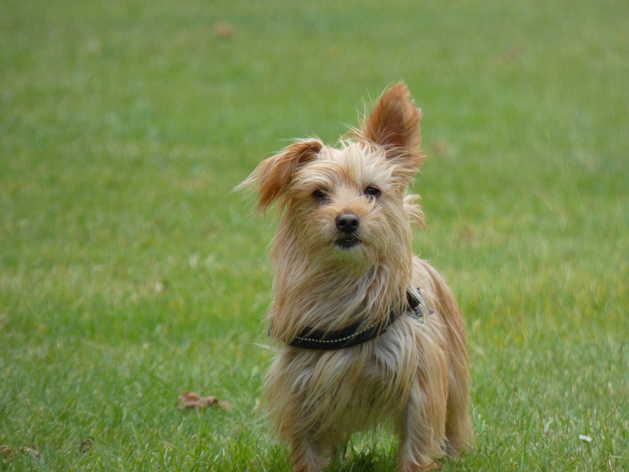 Kenzo a rejoint le concours — aidez-le/la à gagner de superbes lots ! australian_silky_terrier, australian_terrier, cairn_terrier, canidae, carnivore, companion_dog, dog, dog_breed, glen_of_imaal_terrier, grass, mammal, norfolk_terrier, norwich_terrier, pyrenean_shepherd, rare_breed_dog, small_terrier, sporting_group, terrier, vertebrate, yorkshire_terrier