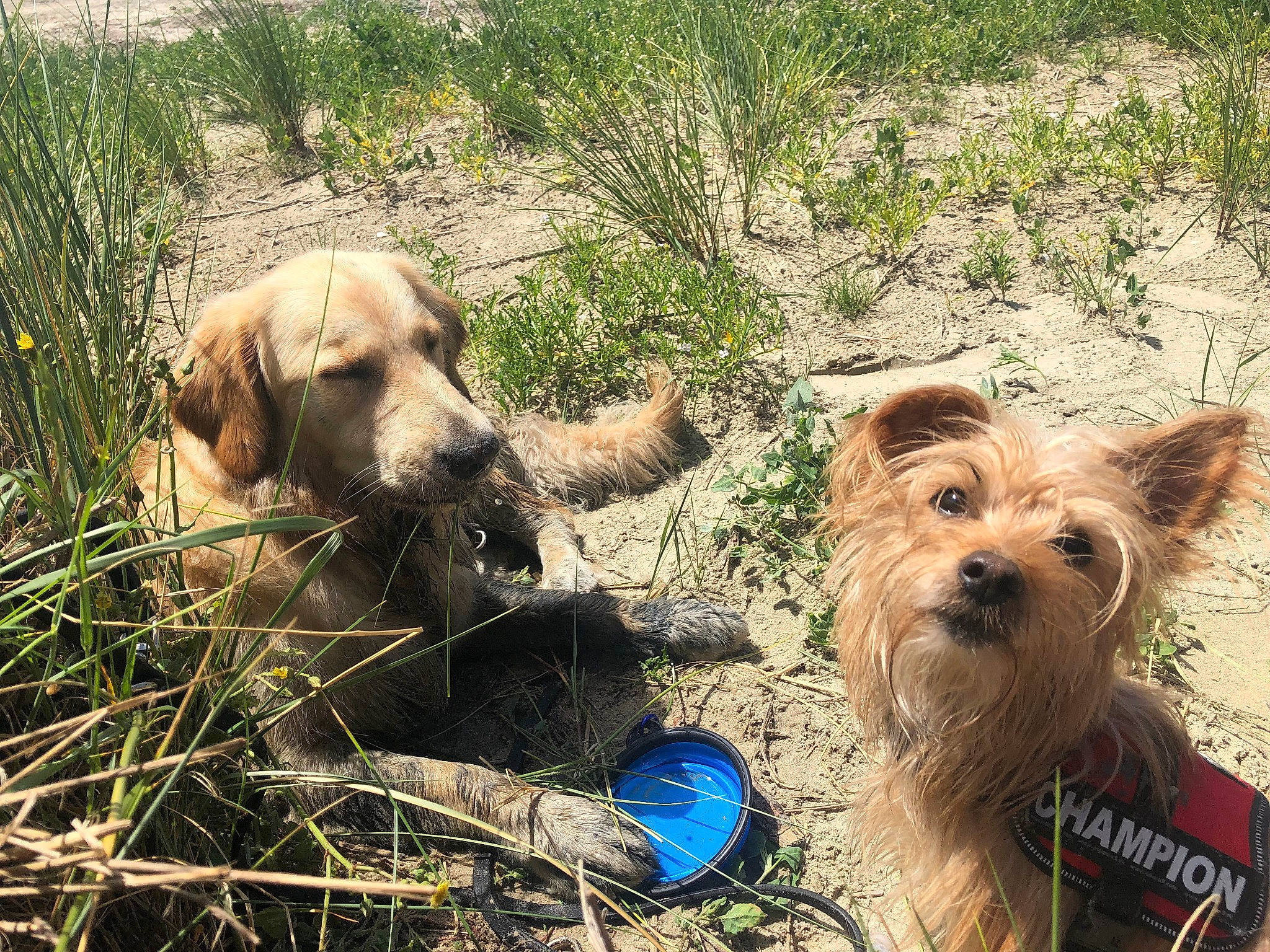 Kenzo a rejoint le concours — aidez-le/la à gagner de superbes lots ! australian_terrier, border_terrier, bosnian_coarse_haired_hound, cairn_terrier, canidae, carnivore, companion_dog, dog, dog_breed, dutch_smoushond, mammal, norfolk_terrier, norwich_terrier, rare_breed_dog, small_terrier, sporting_group, sporting_lucas_terrier, styrian_coarse_haired_hound, terrier, vertebrate