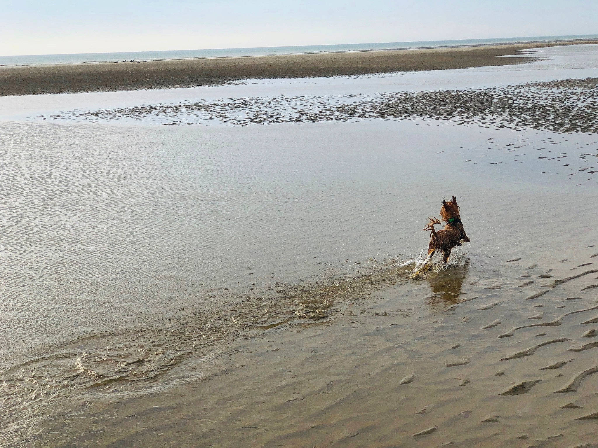 Kenzo a rejoint le concours — aidez-le/la à gagner de superbes lots ! beach, calm, canidae, coast, fawn, mudflat, ocean, reflection, river, sand, sea, shore, sporting_group, tide, vacation, water, water_resources, wave