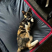 Cookies joined the competition — help win amazing prizes! animal, black, calico, carpet, cat, curious, feline, fur, indoor, looking_up, lying_down, orange, paws, pet, playful, relaxed, suitcase, whiskers, white, zipper