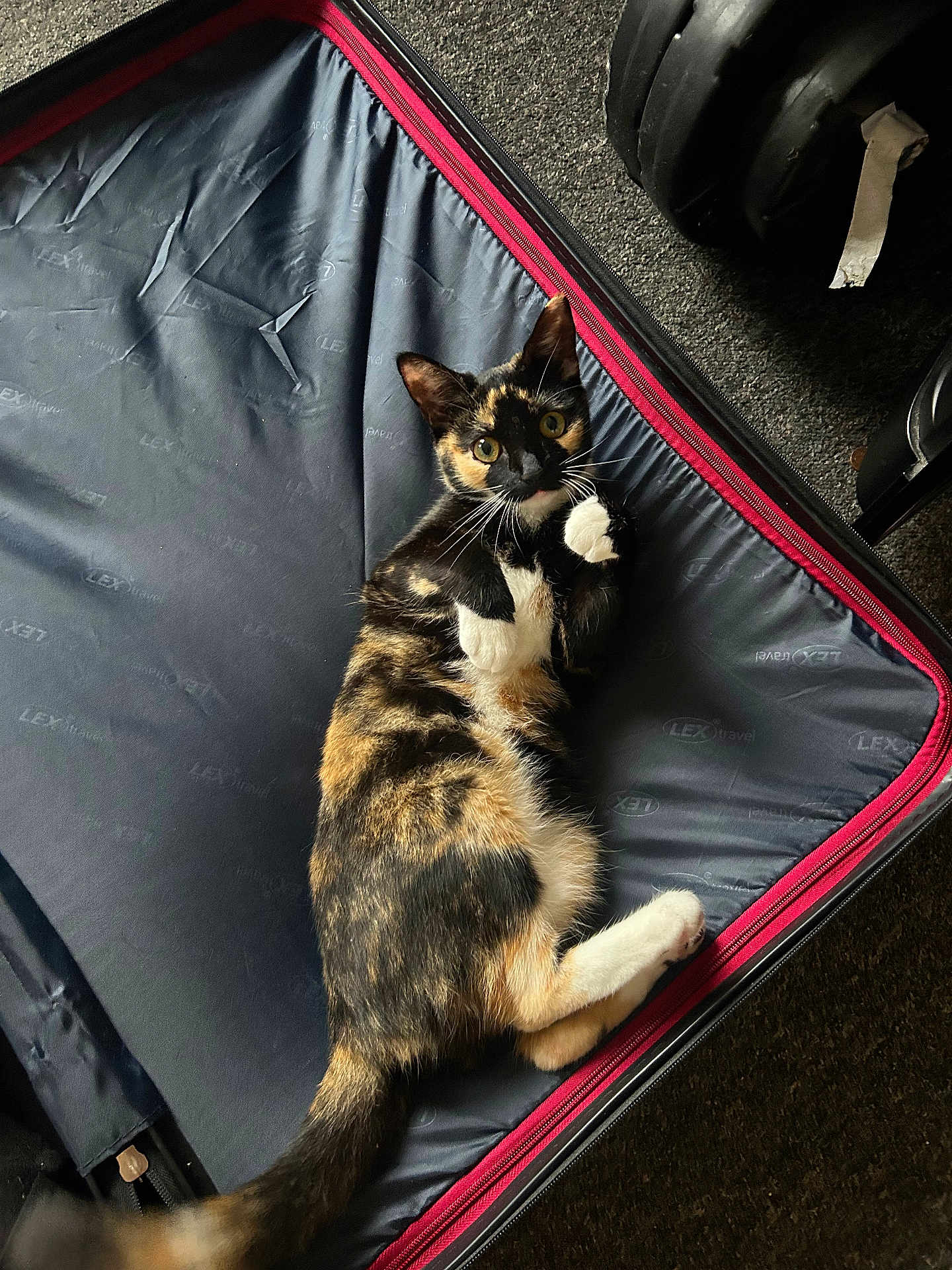 Cookies joined the competition — help win amazing prizes! animal, black, calico, carpet, cat, curious, feline, fur, indoor, looking_up, lying_down, orange, paws, pet, playful, relaxed, suitcase, whiskers, white, zipper