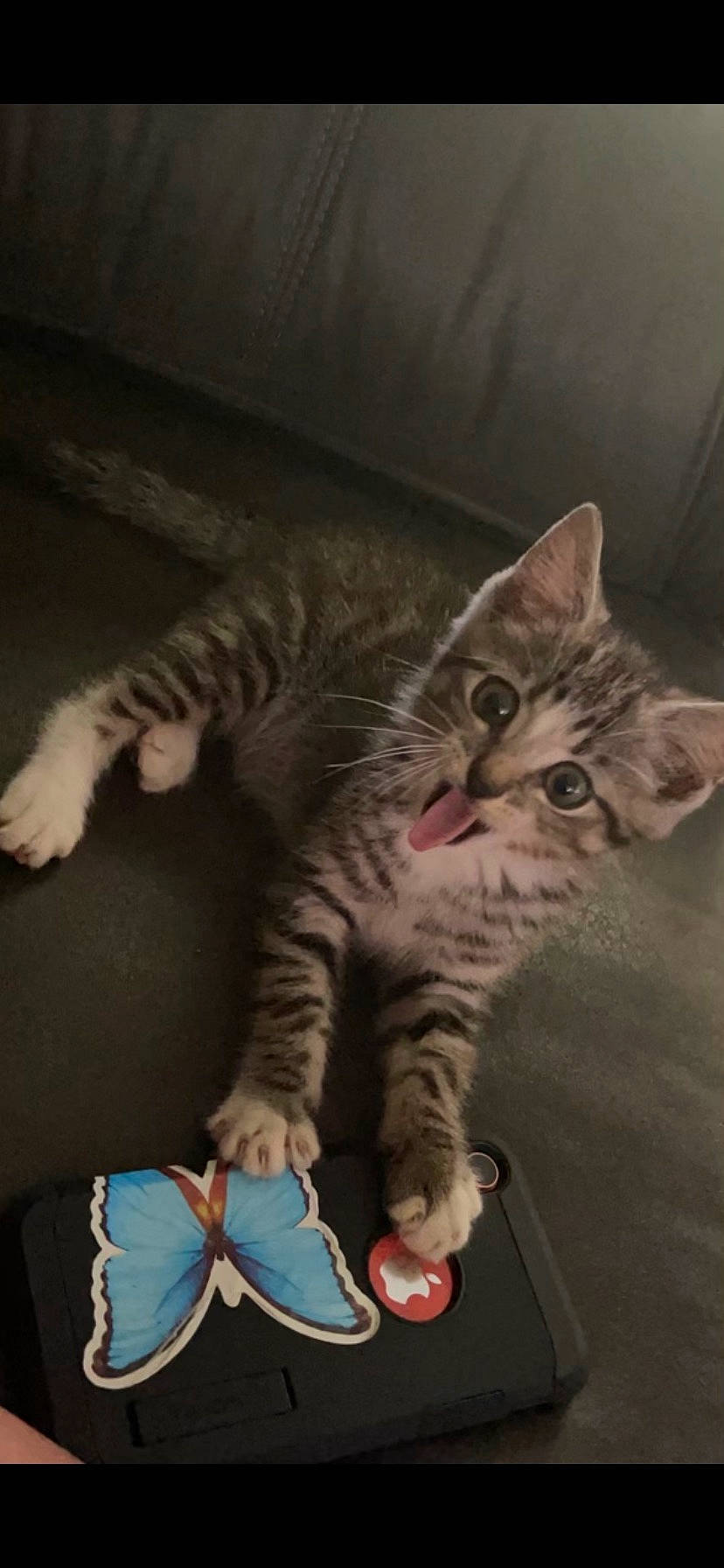 Cubby joined the competition — help win amazing prizes! carnivore, cat, claw, comfort, darkness, domestic_short_haired_cat, eye, felidae, foot, fur, human_leg, leg, nail, paw, sitting, small_to_medium_sized_cats, snout, tail, toe, whiskers