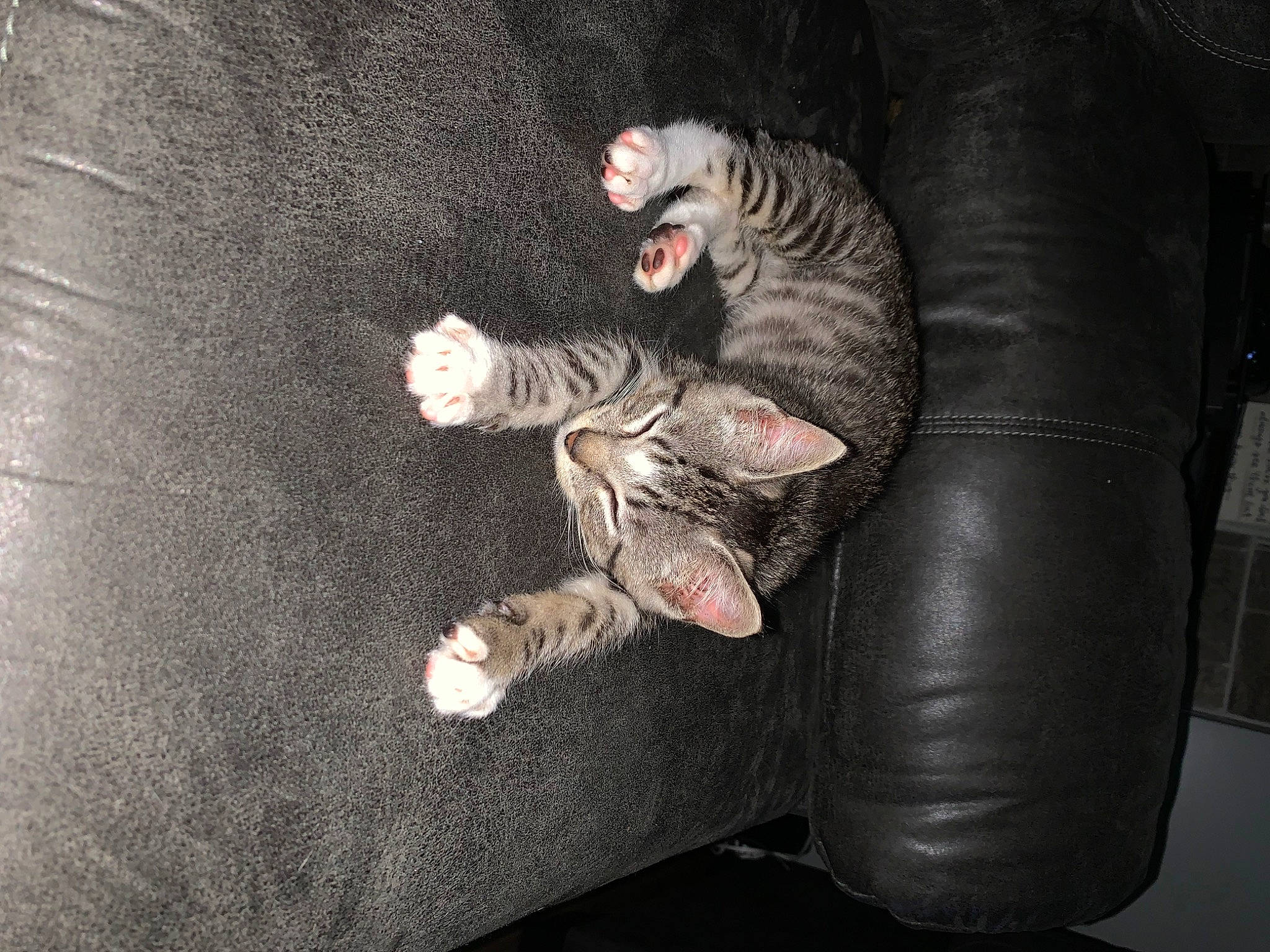 Cubby is registered to the contest to win money with this photo: canidae, carnivore, cat, claw, comfort, couch, darkness, domestic_short_haired_cat, felidae, fur, paw, small_to_medium_sized_cats, tail, toy, whiskers