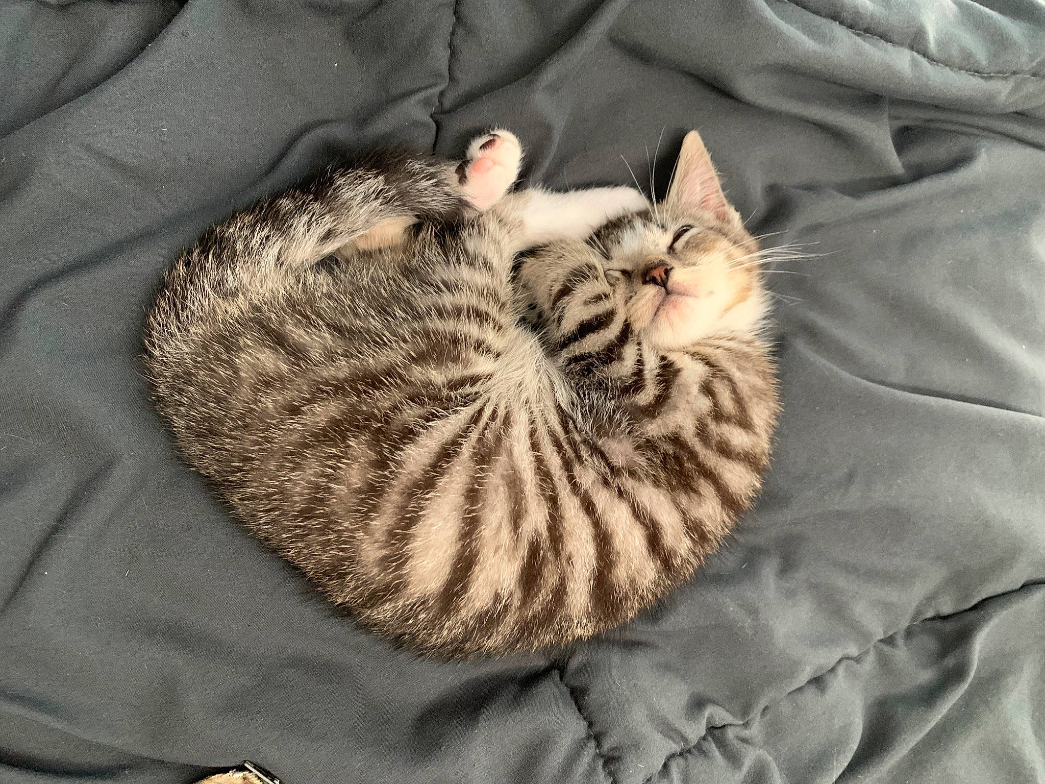 Cubby is registered to the contest to win money with this photo: carnivore, cat, cat_bed, comfort, domestic_short_haired_cat, fawn, felidae, fur, grey, linens, nap, pattern, paw, sleep, small_to_medium_sized_cats, tail, terrestrial_animal, whiskers