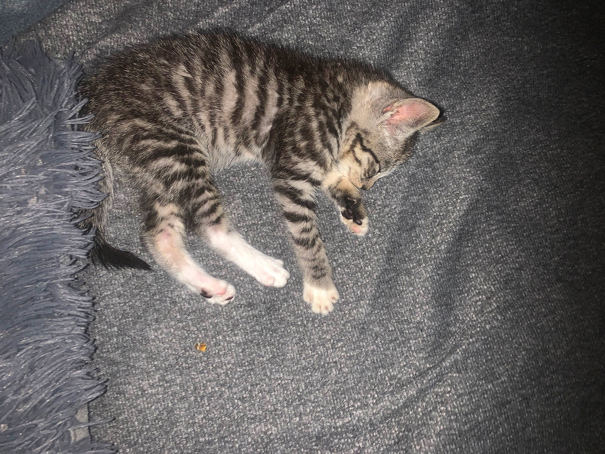 Cubby joined the competition — help win amazing prizes! art, asphalt, carnivore, cat, darkness, domestic_short_haired_cat, felidae, fur, grey, paw, road_surface, small_to_medium_sized_cats, snout, tail, terrestrial_animal, whiskers, wildlife, wood