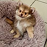 Loky a rejoint le concours — aidez-le/la à gagner de superbes lots ! puppy, dog, pet_bed, fluffy, cute, smiling, indoor, floor, tile, small_dog, young_dog, fur, animal, domestic_animal, relaxing, cozy, brown, white, ears, tail