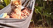 Loky a rejoint le concours — aidez-le/la à gagner de superbes lots ! canine, cozy, dog, friendship, grass, greenery, hammock, leisure, nature, outdoor, person, pet, plants, relaxation, resting, shade, smiling, summer, sunlight, warmth