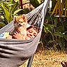 canine, cozy, dog, friendship, grass, greenery, hammock, leisure, nature, outdoor, person, pet, plants, relaxation, resting, shade, smiling, summer, sunlight, warmth
