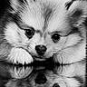 Loky a rejoint le concours — aidez-le/la à gagner de superbes lots ! puppy, dog, reflection, black_and_white, cute, fluffy, portrait, animal, close_up, fur, paws, eyes, adorable, resting, studio, soft_lighting, young_dog, head, face, calm