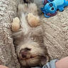 animal, blanket, comfort, companion, cozy, cushion, cute, fluffy, furry, home, indoor, pet, plush_toy, puppy, relaxed, resting, sleep, sleeping, small_dog, soft_texture