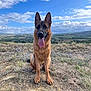 animal, bodypart, canine, dog, field, germanshepherd, grass, grassland, mouth, nature, outdoors, person, pet, plant, policedog, puppy, terrier, tongue