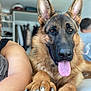 adult, animal, bodypart, canine, dog, face, female, germanshepherd, head, male, man, mouth, person, pet, policedog, puppy, snout, tongue, woman
